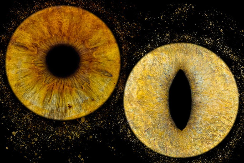 photographie d iris d'humains et d'animaux