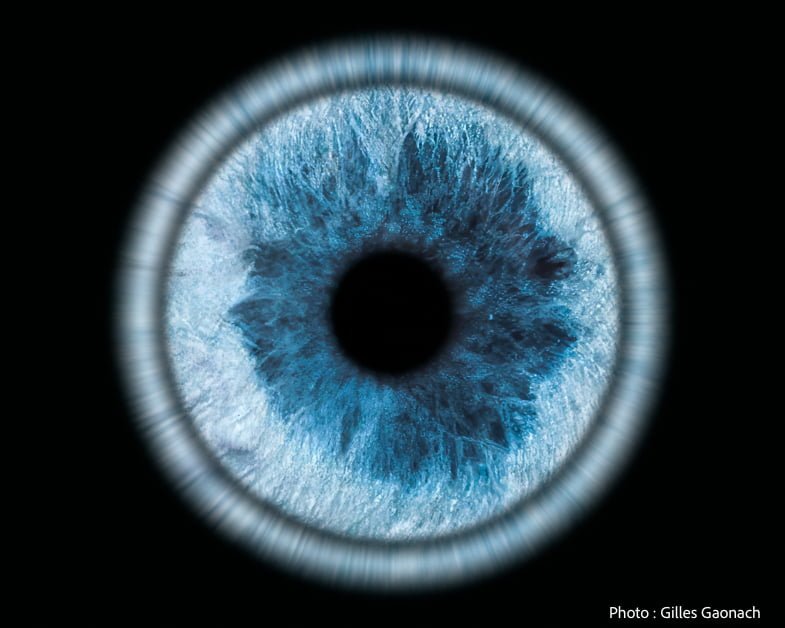 photographie d'iris animaux à Bordeaux