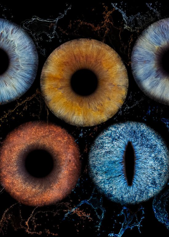 Photographie d'iris pour les animaux
